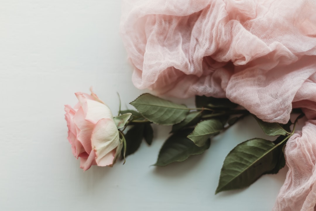 Photo dusty rose